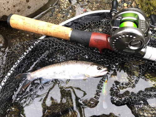 アマゴの釣果