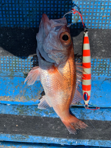 アカムツの釣果