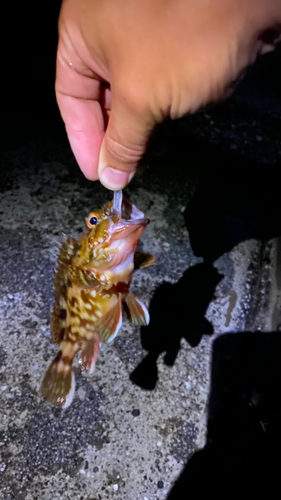 カサゴの釣果