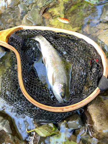 ニジマスの釣果