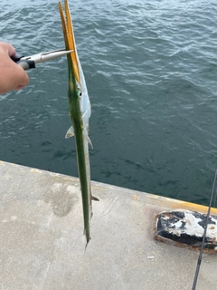 ダツの釣果