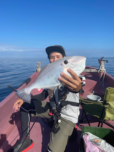 ウスバハギの釣果