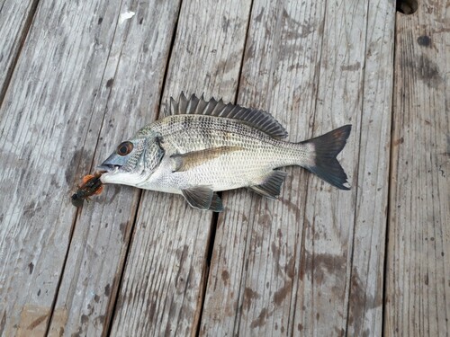 クロダイの釣果