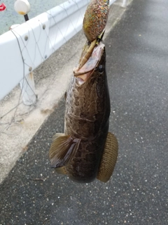 ライギョの釣果