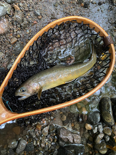 イワナの釣果