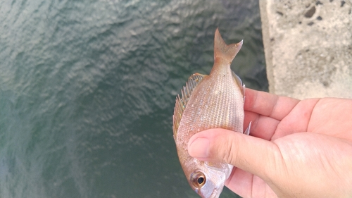 チャリコの釣果