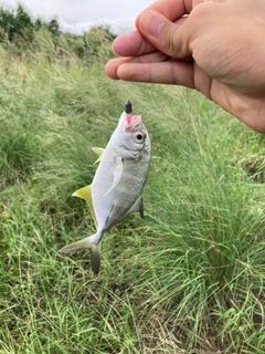 ギンガメアジの釣果