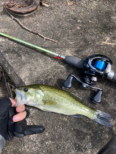 ラージマウスバスの釣果