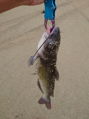 アメリカナマズの釣果