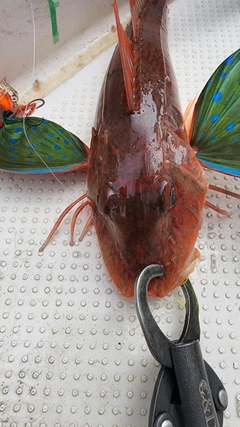 ホウボウの釣果