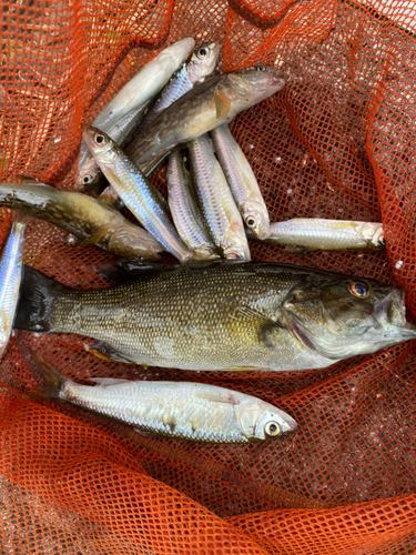 スモールマウスバスの釣果