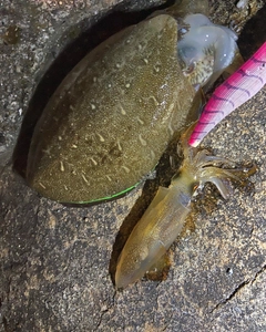 モンゴウイカの釣果