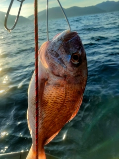 マダイの釣果