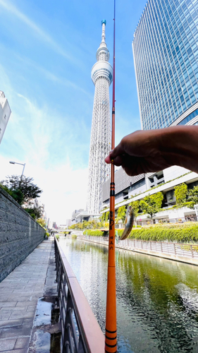 マハゼの釣果