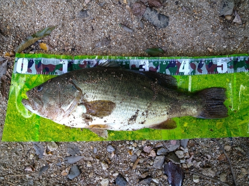 ラージマウスバスの釣果