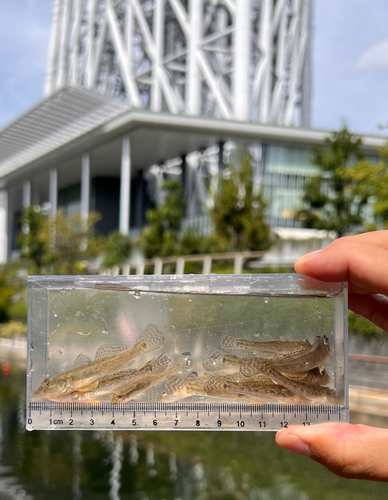 マハゼの釣果