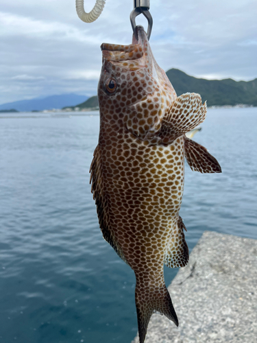 オオモンハタの釣果