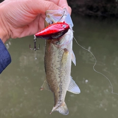 ラージマウスバスの釣果