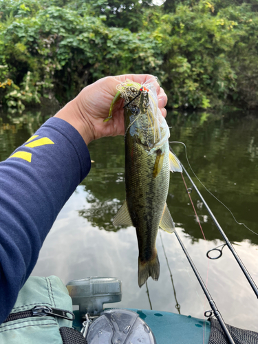 ラージマウスバスの釣果