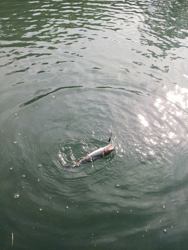 トラウトの釣果