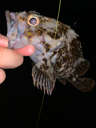 オウゴンムラソイの釣果