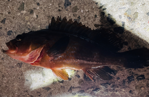 アコウの釣果