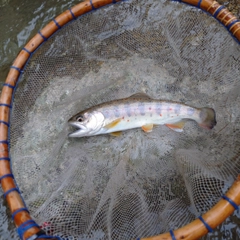 アマゴの釣果