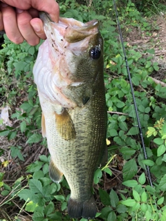 ラージマウスバスの釣果