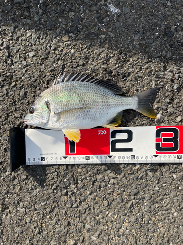 キチヌの釣果