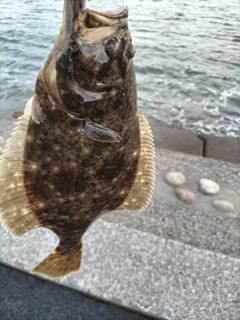 ヒラメの釣果