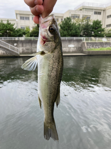 セイゴ（マルスズキ）の釣果