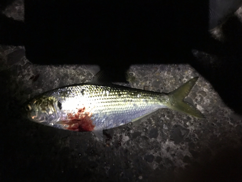 コノシロの釣果