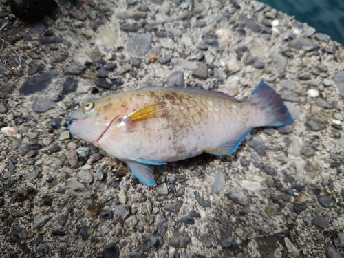 アオブダイの釣果