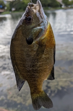 ブルーギルの釣果