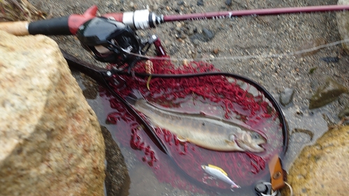 イワナの釣果