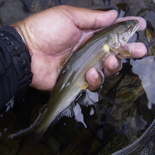 アユの釣果