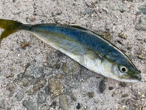 ツバスの釣果