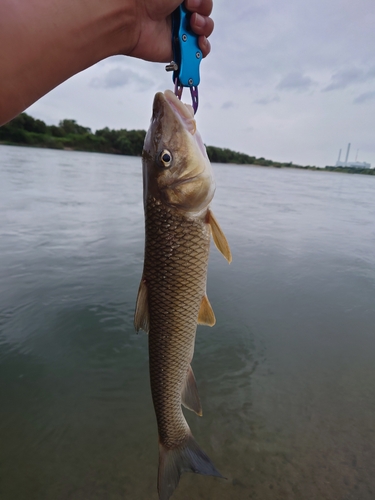 ニゴイの釣果