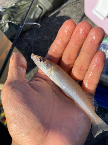 シロギスの釣果