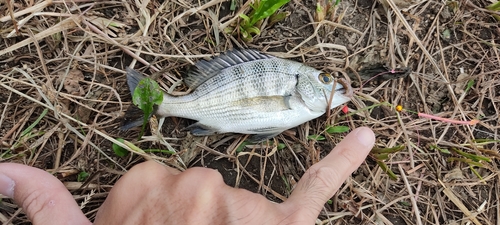 チンチンの釣果