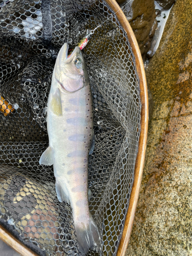 ヤマメの釣果