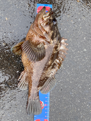 ムラソイの釣果