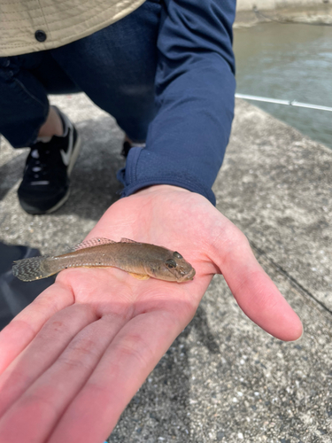 ハゼの釣果