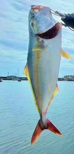 ワラサの釣果