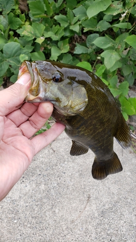 スモールマウスバスの釣果