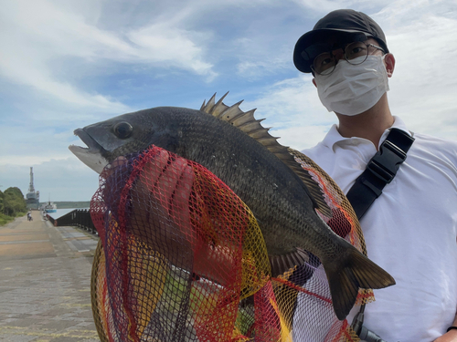 チヌの釣果