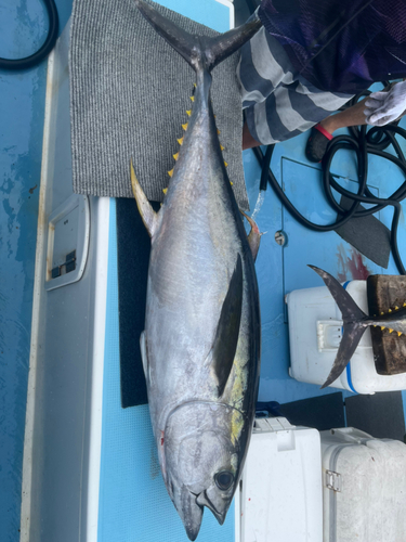 キハダマグロの釣果