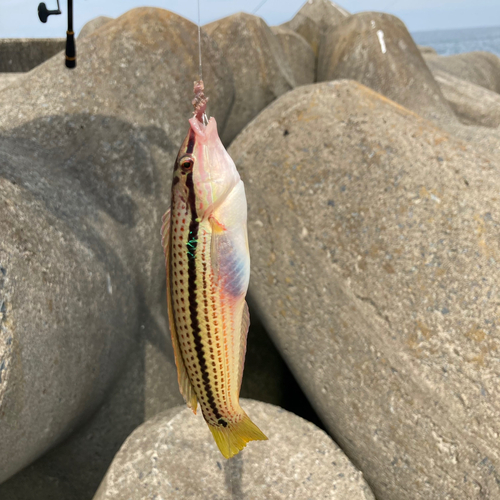 シマメグリの釣果