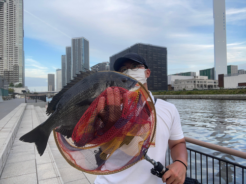 チヌの釣果