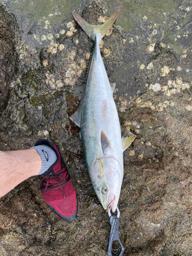 ハマチの釣果